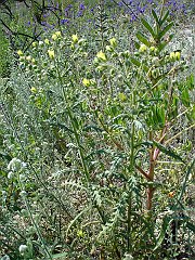 emmenanthe penduliflora